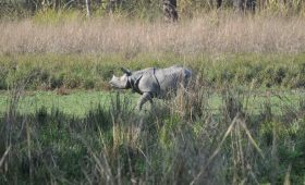 Chitwan Jungle Safari